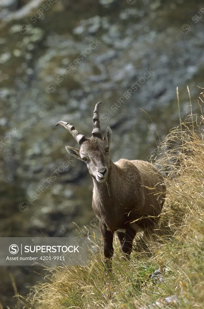 Alpine Ibex (Capra ibex) eating grass, Europe