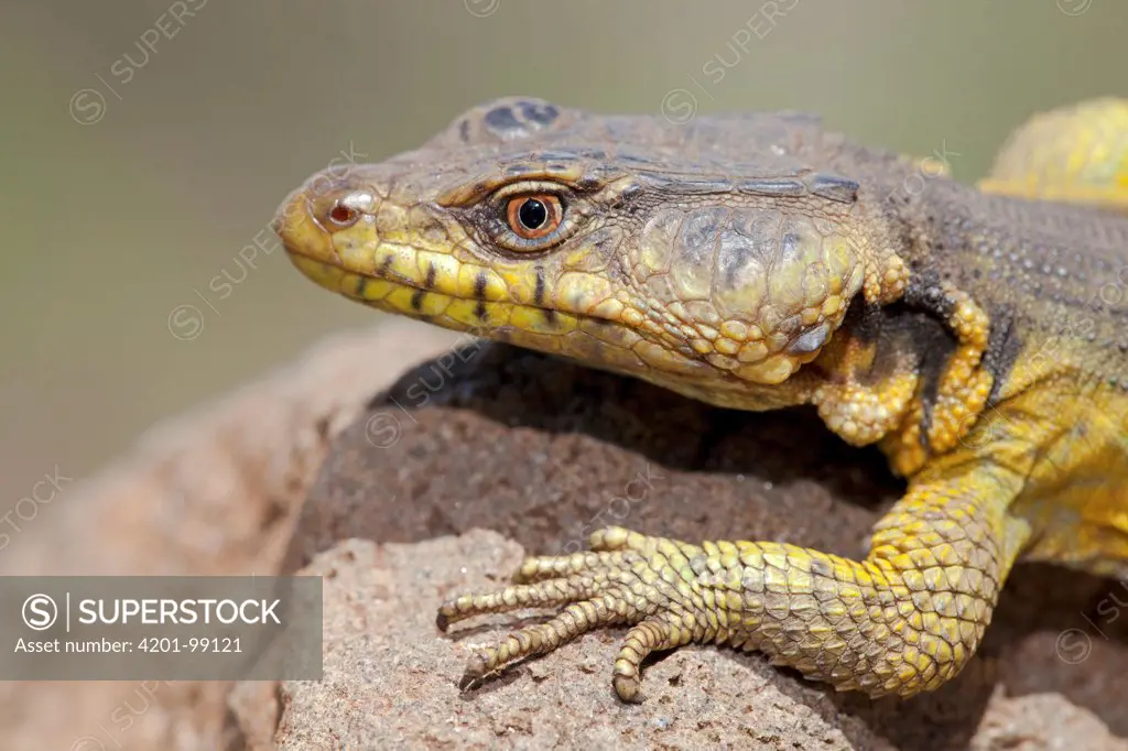 Drakensburg Crag Lizard (Pseudocordylus melanotus), Drakensberg, South Africa