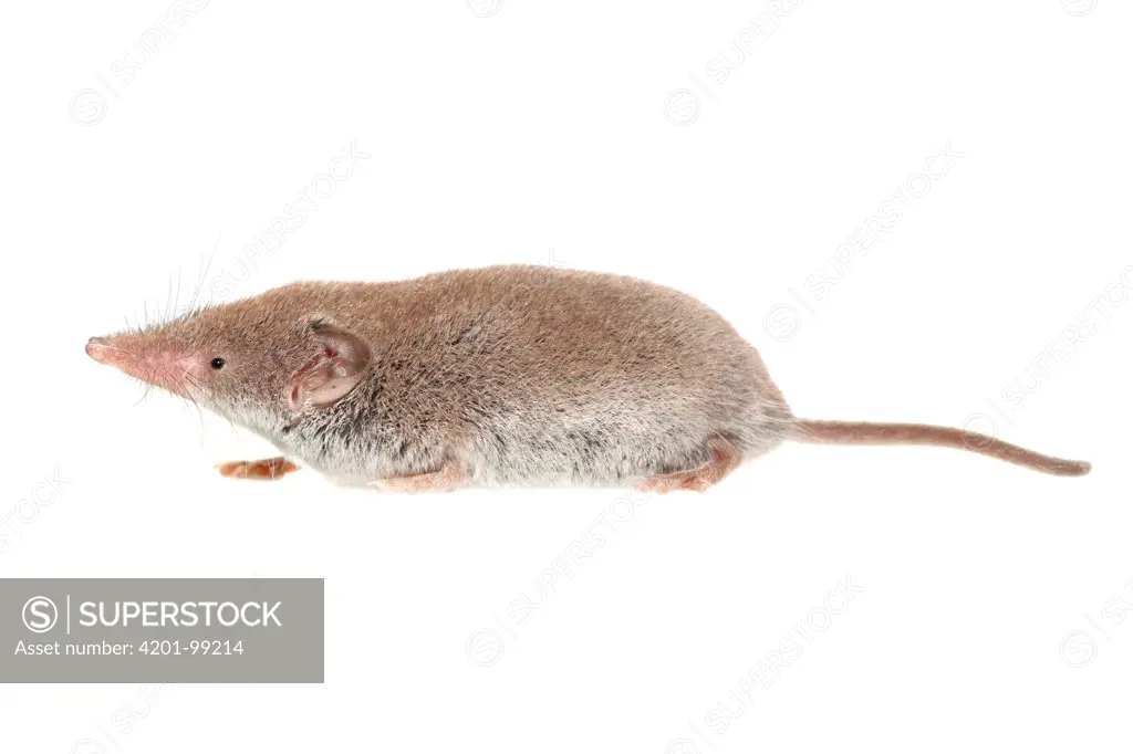 Greater White-toothed Shrew (Crocidura russula), Nijmegen, Netherlands