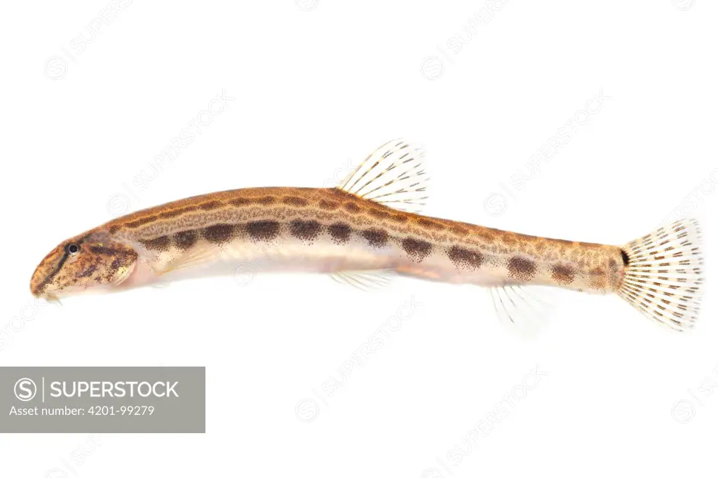 Loach (Cobitis taenia), Grave, Netherlands