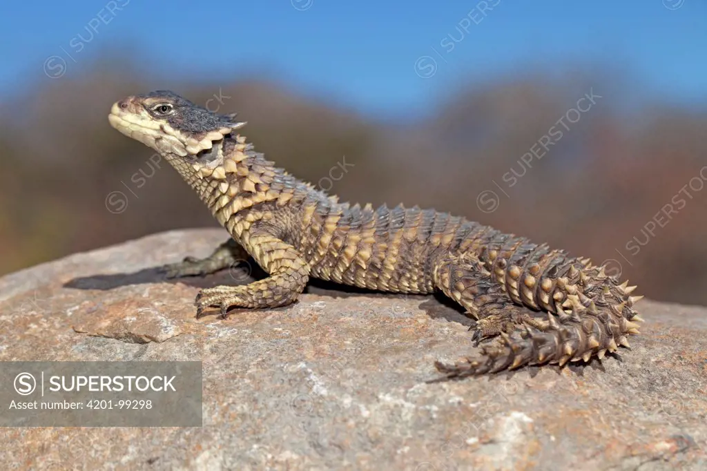 Giant Girdled Lizard (Cordylus giganteus), Kruger National Park, South Africa