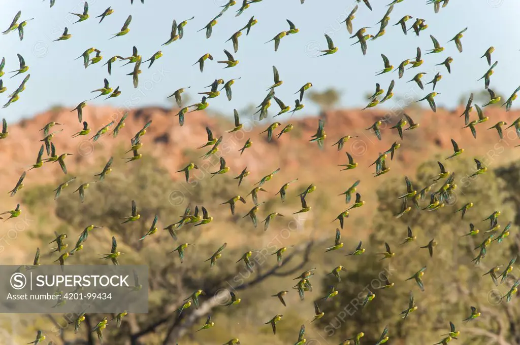 Budgerigar (Melopsittacus undulatus) flock flying, Boulia, Queensland, Australia