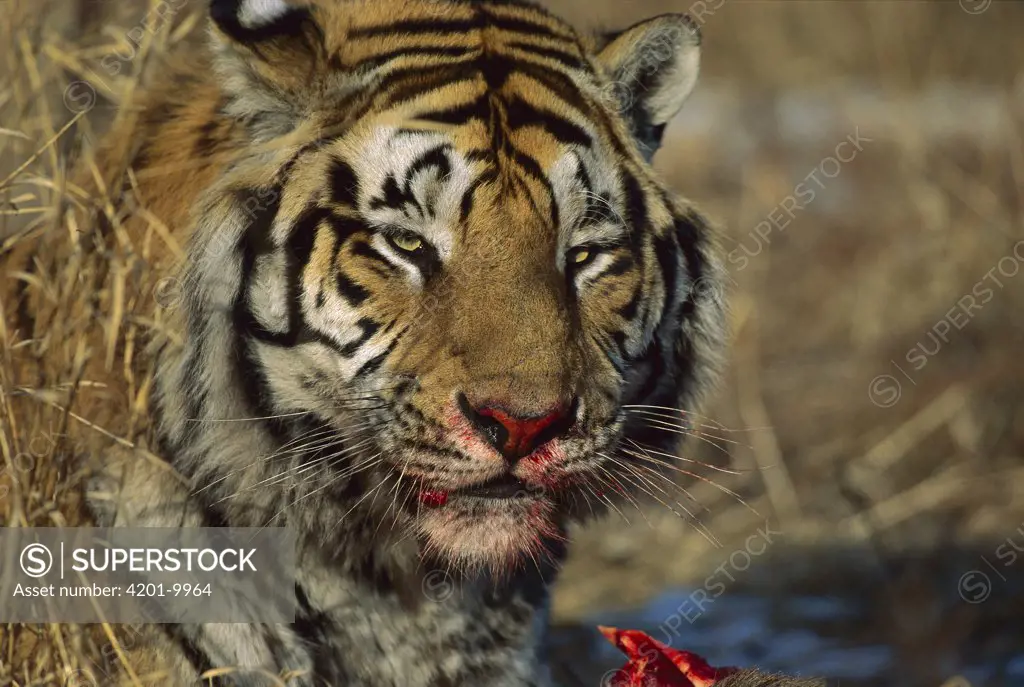 Siberian Tiger (Panthera tigris altaica) with bloody face from feeding, endangered, Russia