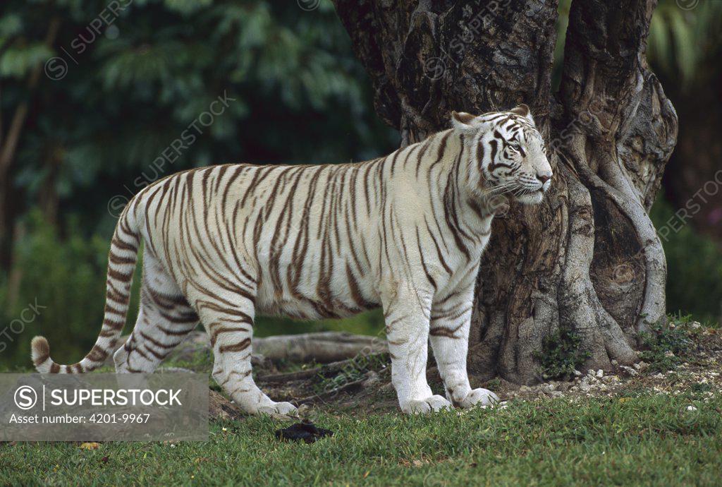 10,550 Bengal Tiger Stock Photos, High-Res Pictures, and Images - Getty  Images