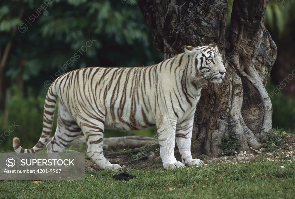 Bengal Tiger (Panthera tigris tigris) melanistic white morph portrait, endangered, India