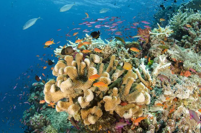 Coral reef showing diversity of corals, Fiji