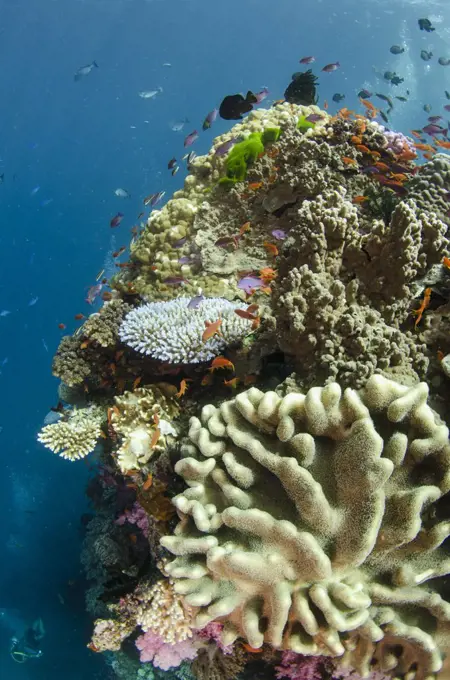 Coral reef showing diversity of corals, Fiji