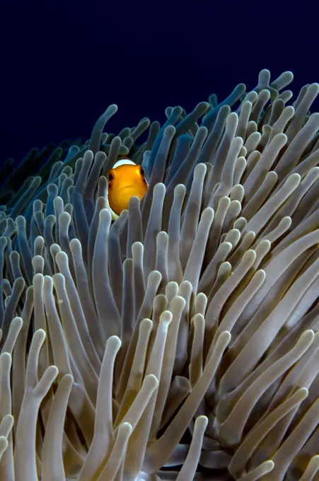 Clown Anemonefish (Amphiprion ocellaris) in Magnificent Sea Anemone (Heteractis magnifica) host, Lombok, Indonesia