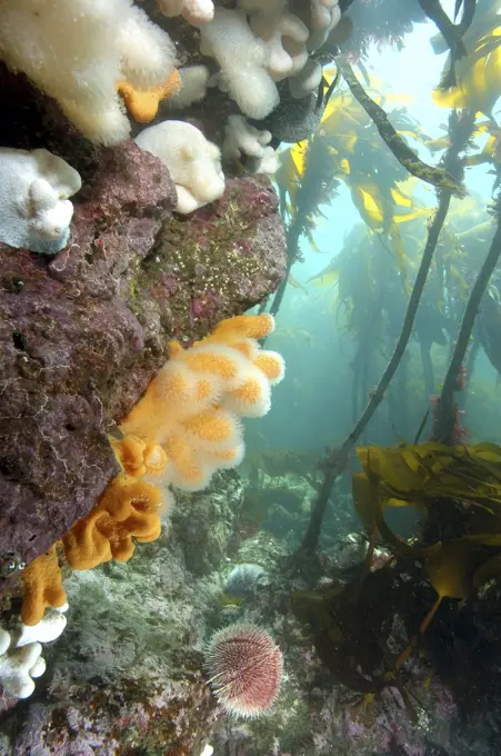 Dead Man's Fingers (Alcyonium digitatum) soft coral and kelp, Saint Abbs, Scotland