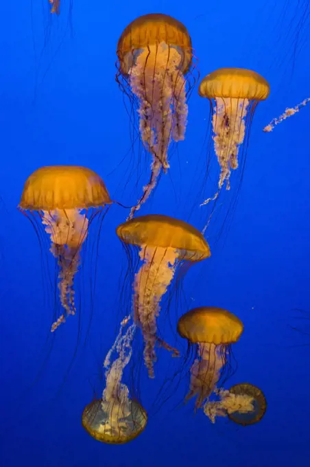 Pacific Sea Nettle (Chrysaora fuscescens) jellyfish, Monterey Bay Aquarium, California