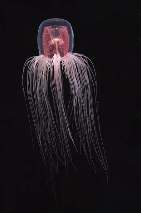 Jellyfish (Spirocodon saltator), Japan