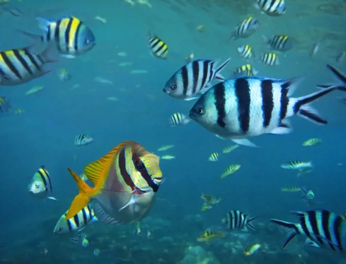 Scissor-tail Sergeant (Abudefduf sexfasciatus) and butterfly fish school, Philippines