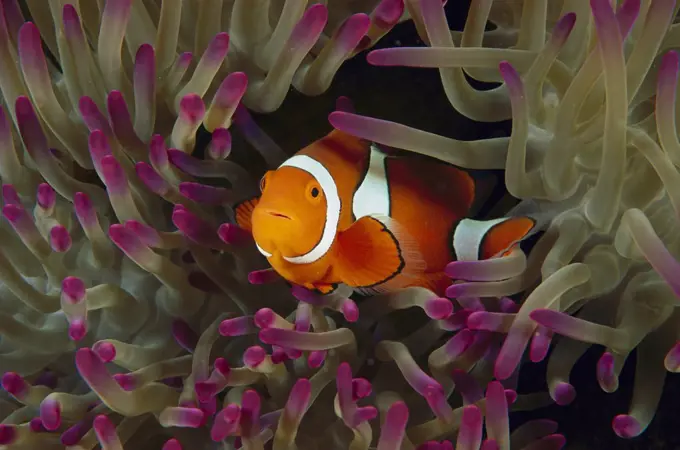 Blackfinned Clownfish (Amphiprion percula) in Magnificent Sea Anemone (Heteractis magnifica) tentacles, Great Barrier Reef, Queensland, Australia