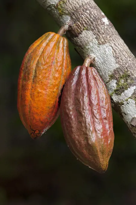 Cocoa (Theobroma cacao) fruit, Ilheus, Brazil