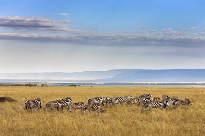 Burchell's Zebra (Equus burchellii) herd grazing in savanna, Masai Mara, Kenya