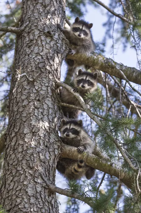 Raccoon (Procyon lotor) orphan learning to climb trees in backyard of foster home, WildCare Wildlife Rehabilitation Center, San Rafael, California