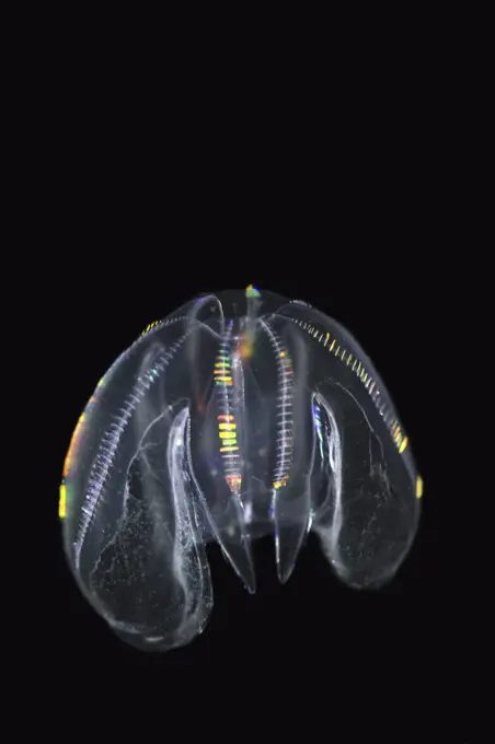 Sea Walnut (Mnemiopsis leidyi) jellyfish, North Sea, Belgium