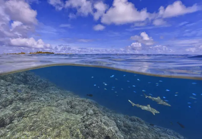 Black-tip Reef Shark (Carcharhinus melanopterus) pair swimming over reef, Tahiti, French Polynesia