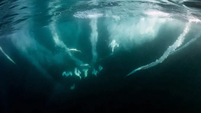 Northern Gannet (Morus bassanus) fishing underwater, North Sea, Scotland