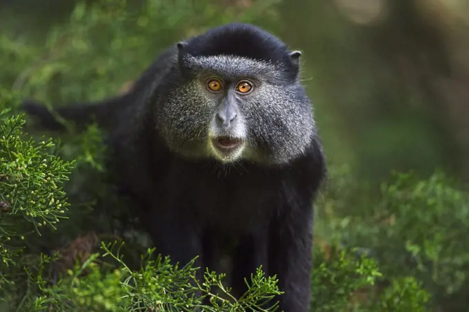 Blue Monkey (Cercopithecus mitis) juvenile, Kakamega Forest Reserve, Kenya