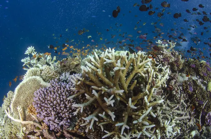 Staghorn Coral (Acropora cervicornis) and fish, Koro Island, Fiji