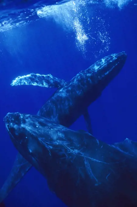 Humpback Whale (Megaptera novaeangliae) singer blowing bubbles with joiner in foreground, Maui, Hawaii- Notice must accompany publication; photo obtained under NMFS permit 987