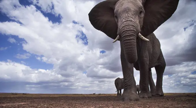 African Elephant (Loxodonta africana) walking, Masai Mara, Kenya