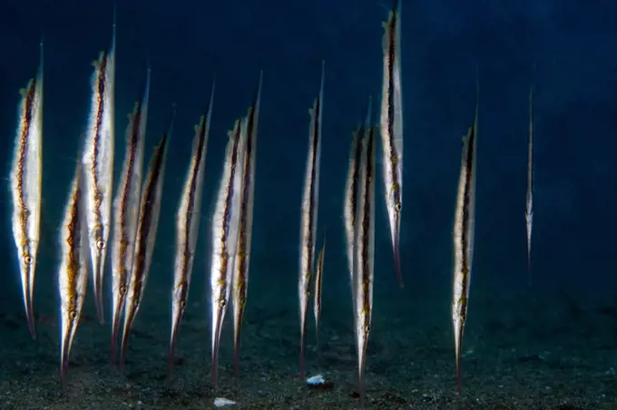 Shrimpfish (Aeoliscus strigatus) school, Lombok, Indonesia