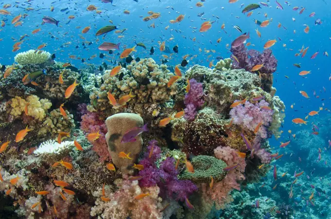 Coral reef showing diversity of corals, Fiji