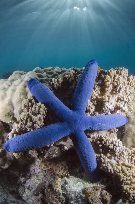 Blue Sea Star (Linckia laevigata), Fiji