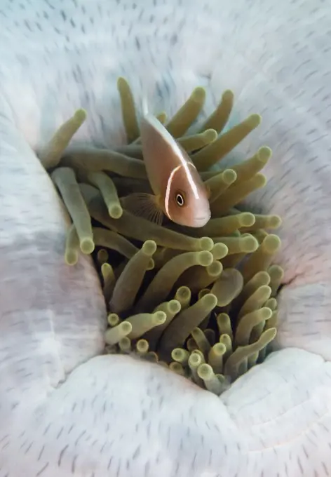 Pink Anemonefish (Amphiprion perideraion) in Magnificent Sea Anemone (Heteractis magnifica), Bali, Indonesia