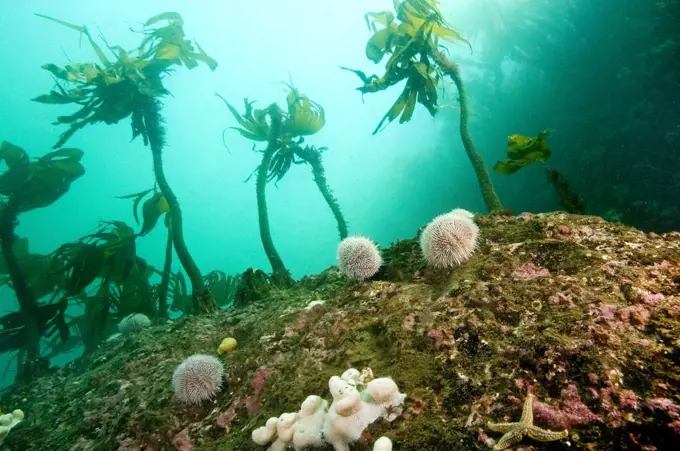 Dead Man's Fingers (Alcyonium digitatum) soft coral and kelp, Saint Abbs, Scotland