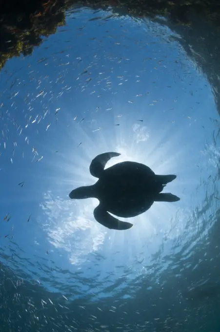 Green Sea Turtle (Chelonia mydas), Punta Vicente Roca, Isabela Island, Galapagos Islands, Ecuador