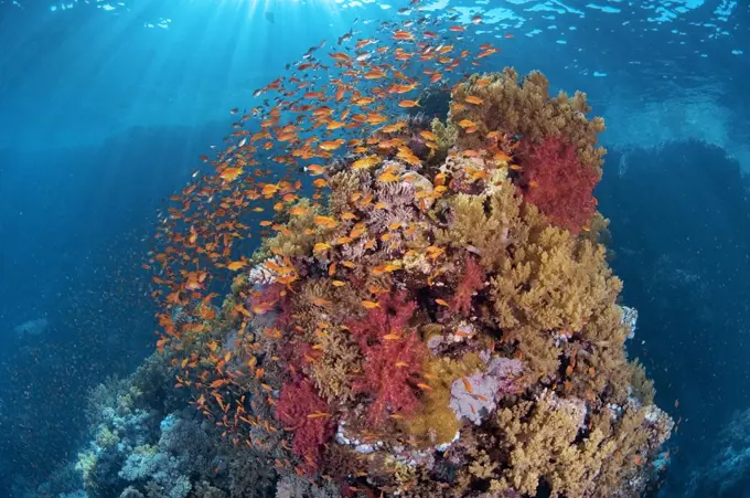 Fish schooling around coral reef, Red Sea, Egypt