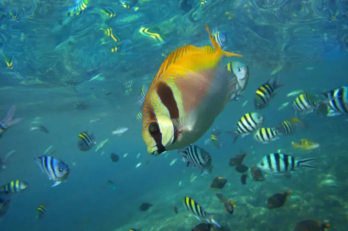 Scissor-tail Sergeant (Abudefduf sexfasciatus) and butterfly fish school, Philippines