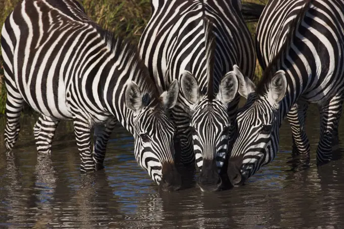 Burchell's Zebra (Equus burchellii) trio drinking, Masai Mara, Kenya