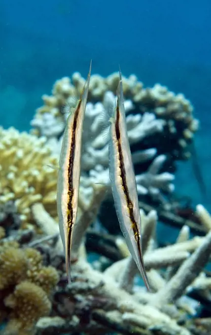 Shrimpfish (Aeoliscus strigatus) pair, Lombok, Indonesia