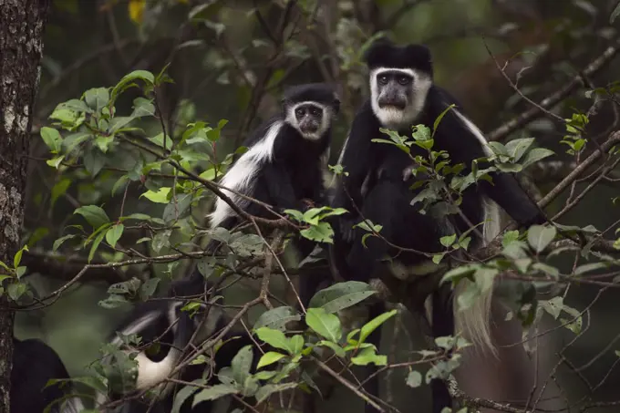 Mantled Colobus (Colobus guereza) female with a baby sitting in a tree, Kakamega Forest Reserve, Kenya