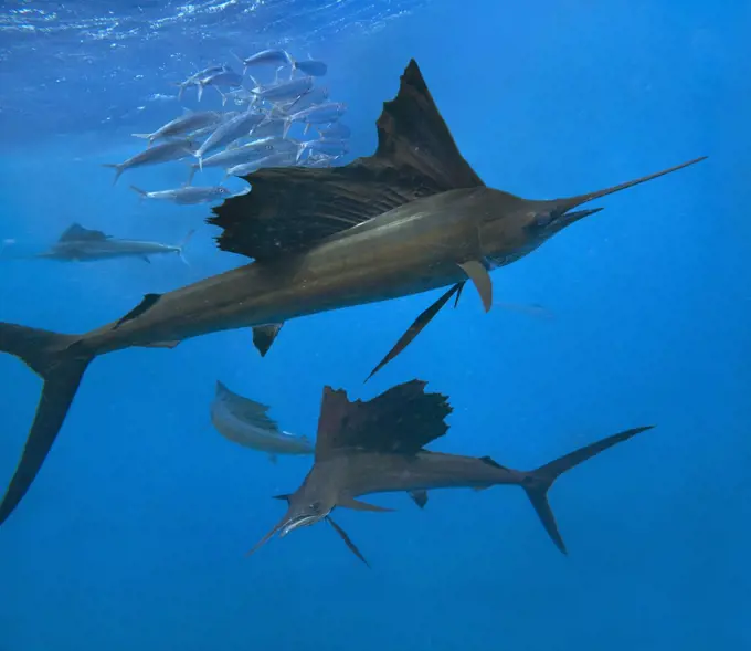 Atlantic Sailfish (Istiophorus albicans) group hunting Round Sardinella (Sardinella aurita) school, Isla Mujeres, Mexico