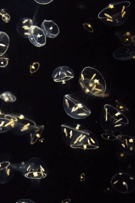 Hydrozoan (Eutonina indicans) group, Japan