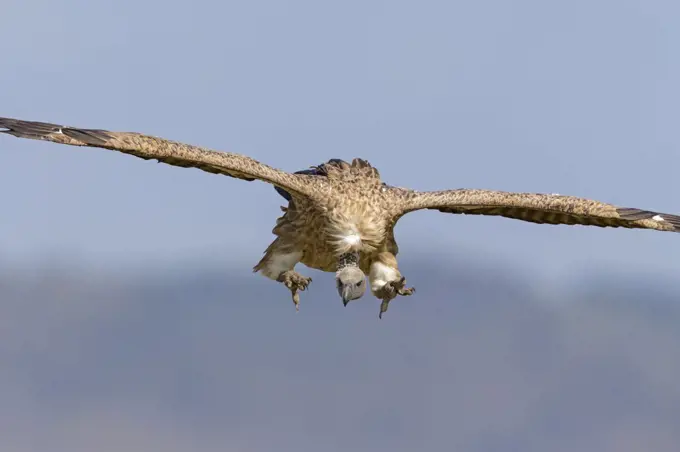 White-backed Vulture (Gyps africanus) landing, Masai Mara, Kenya