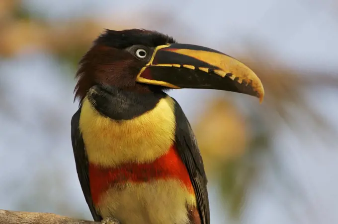 Chestnut-eared Aracari (Pteroglossus castanotis), Pantanal, Brazil