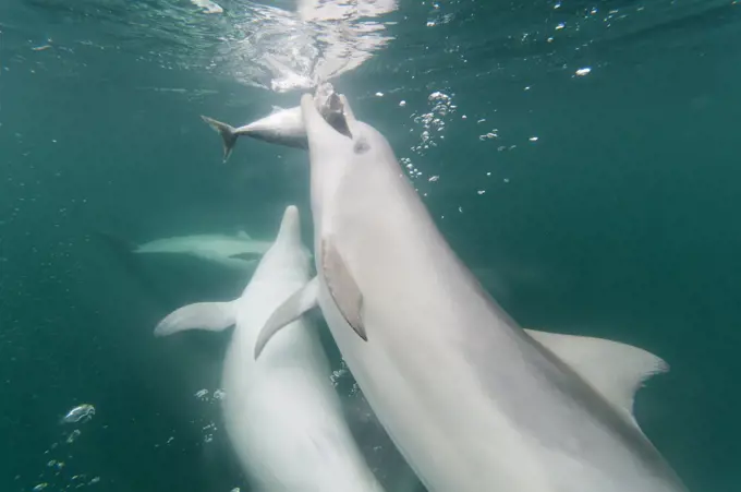 Indo-pacific Bottlenose Dolphin (Tursiops aduncus) pod hunting, South Australia, Australia