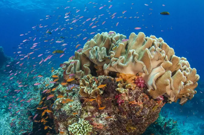 Soft Coral (Alcyonacea) and fish, Fiji