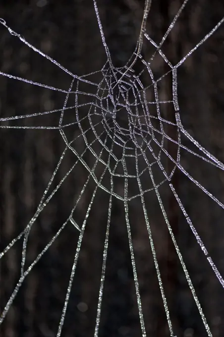 Iced spider web, Noord-Holland, Netherlands