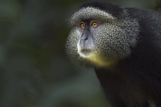 Blue Monkey (Cercopithecus mitis) male, named Tip, Kakamega Forest Reserve, Kenya