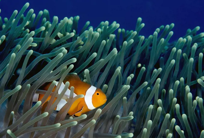 Clown Anemonefish (Amphiprion ocellaris) in Magnificent Sea Anemone (Heteractis magnifica), Deep Middle Reef, Pemuteran, Bali, Indonesia