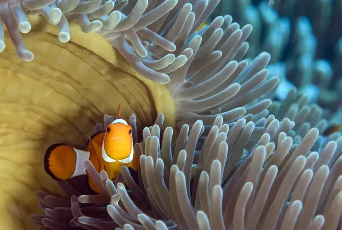 Clown Anemonefish (Amphiprion ocellaris) in host Magnificent Sea Anemone (Heteractis magnifica), Napoleon Reef, Pemuteran, Bali, Indonesia