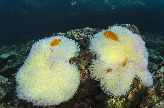 Pink Anemonefish (Amphiprion perideraion) pair in Magnificent Sea Anemones (Heteractis magnifica) for protection, Fiji