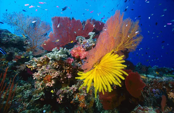 Fan Coral (Melithaea sp) group and Feather Star (Oxycomanthus bennetti), Solomon Islands